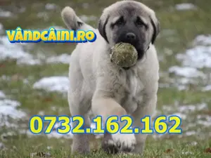 Firma Autorizata-Kangal de Vanzare cu Factura, Carnet,Microcip,Livrare in tara si la Bucuresti