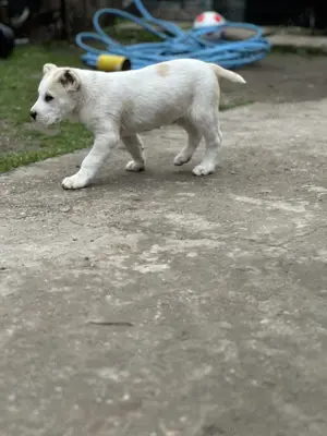 Ciobănesc Asia Centrală  - imagine 3