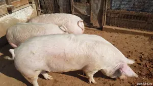 Porci de carne - imagine 3