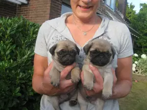 Căței Mops - furnizor autorizat 