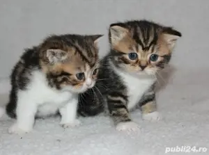 Siberiana de Padure  - imagine 2 Siberiana de Padure  - imagine 2