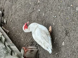 Rațe mute crescute în libertate  - imagine 2 Rațe mute crescute în libertate  - imagine 2