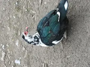 Rațe mute crescute în libertate  - imagine 3 Rațe mute crescute în libertate  - imagine 3