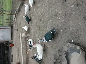 Rațe mute crescute în libertate  - imagine 4 Rațe mute crescute în libertate  - imagine 4