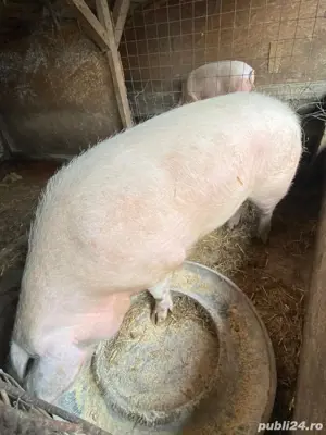 disponibila  - imagine 4