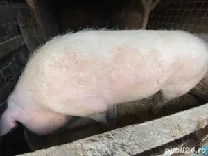 disponibila  - imagine 2