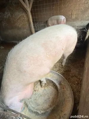 disponibila  - imagine 3