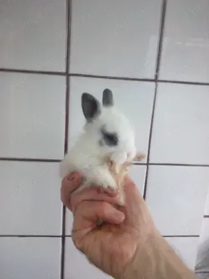 Iepuri super pitici cu greutatea cea mai mică posibil - imagine 3