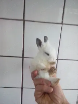 Iepuri super pitici cu greutatea cea mai mică posibil