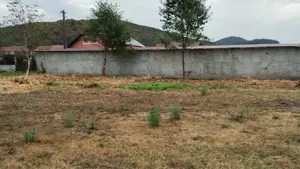 Hale Surduc  - imagine 6