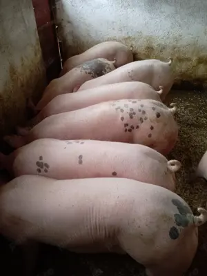 Porci mari de carne  - imagine 2