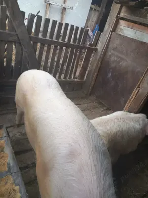 Vand porci de sacrificat - imagine 4