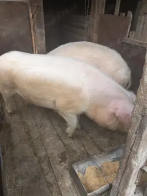 Vand porci de sacrificat - imagine 3