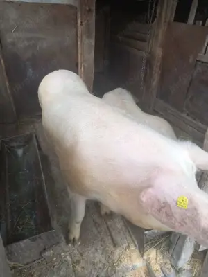 Vand porci de sacrificat - imagine 2