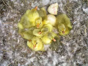 Vand Boboci de gasca