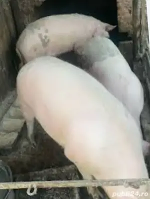 porc de vanzare in viu sau carcasa