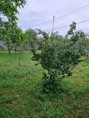 Vând teren intravilan 730mp - imagine 3