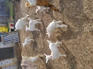 Vand  capre saanen și alpine franceze  - imagine 4 Vand  capre saanen și alpine franceze  - imagine 4