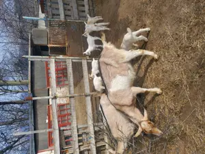 Vand  capre saanen și alpine franceze  - imagine 5 Vand  capre saanen și alpine franceze  - imagine 5