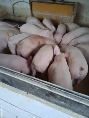Vand purcei si porci mari - imagine 2