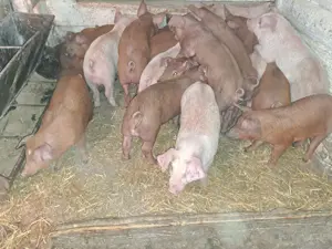 Vând purcei înțărcați  - imagine 2