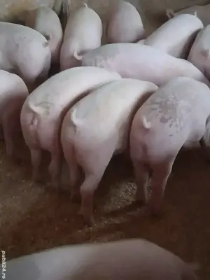 Vand purcei si porci mari