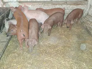 Vând purcei înțărcați 