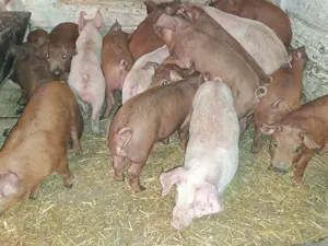 Vând purcei înțărcați  - imagine 3