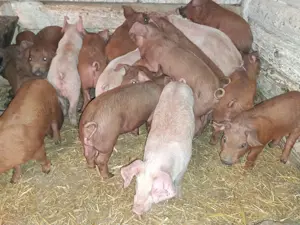 Vând purcei înțărcați  - imagine 4