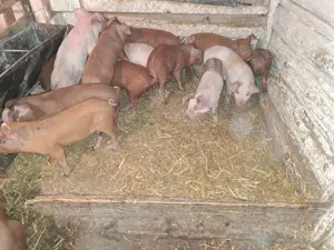 Vând purcei înțărcați  - imagine 5