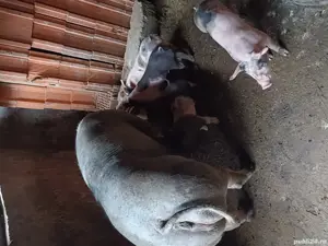 Purcei de vânzare Greci - imagine 2 Purcei de vânzare Greci - imagine 2