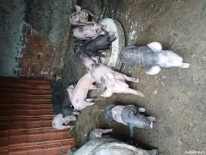 Purcei de vânzare Greci - imagine 4 Purcei de vânzare Greci - imagine 4