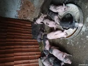 Purcei de vânzare Greci - imagine 5 Purcei de vânzare Greci - imagine 5