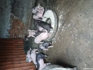 Purcei de vânzare Greci - imagine 3 Purcei de vânzare Greci - imagine 3