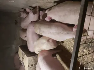 purcei și porci 