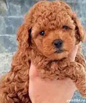 Pudel toy red si apricot - imagine 2