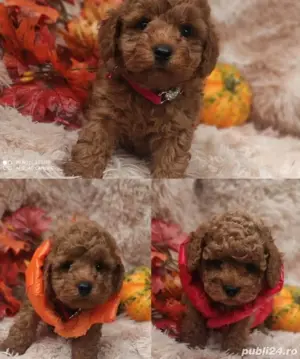 Pudel toy red si apricot - imagine 4