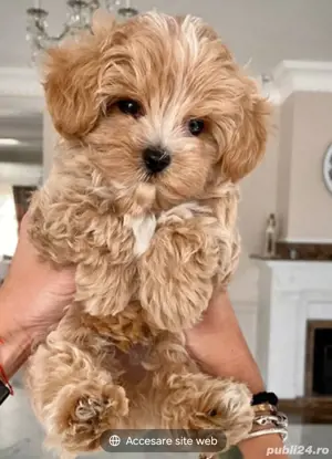 Maltipoo 2 luni