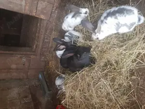 Iepuri.mai multe rase