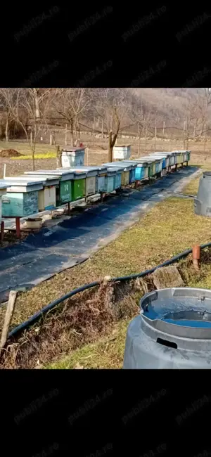 Vind lazi stupi albine