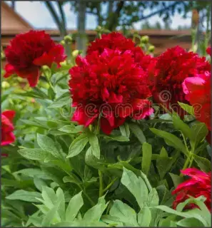 oferta 3 plante bujor rosu cu Florile uriase si parfumate- plante la ghiveci neinflorite - imagine 2