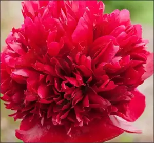 oferta 3 plante bujor rosu cu Florile uriase si parfumate- plante la ghiveci neinflorite - imagine 3