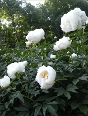 Bujor Miss America - alb -Florile parfumate, sunt mari de 20 cm