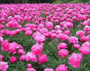 Bujor Gilbert Barthelot - florile roz, duble, parfumate