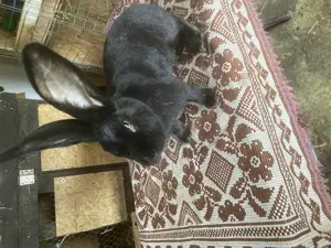 Femela urias german negru - imagine 3