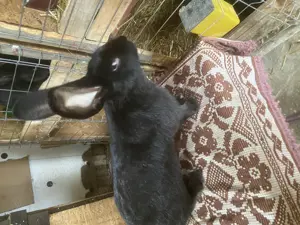 Femela urias german negru