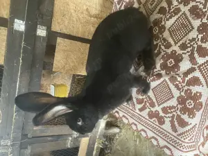 Femela urias german negru - imagine 2