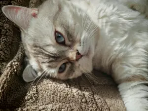 Cautam partenera pentru a împărții un pliculet!  - imagine 3