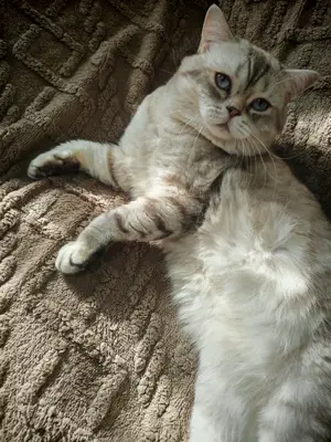 Cautam partenera pentru a împărții un pliculet!  - imagine 4