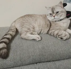 Cautam partenera pentru a împărții un pliculet! 